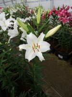 [5299 Castellani No02.JPG]